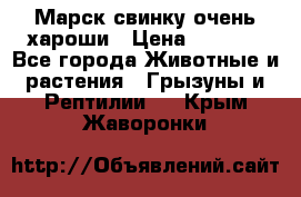 Марск свинку очень хароши › Цена ­ 2 000 - Все города Животные и растения » Грызуны и Рептилии   . Крым,Жаворонки